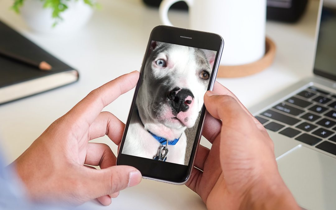 Human hands holding a phone with a dog onscreen